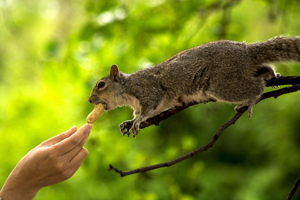 Hand feeding squirrel food in nature